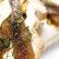 Tosta de anchoa con crema de queso